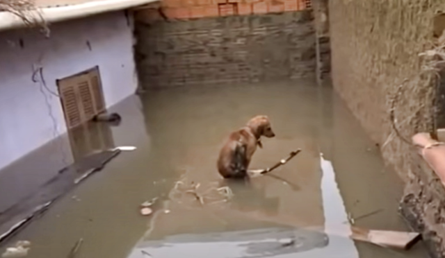 Dog Looked For Her Puppies In Surging Flood Waters
